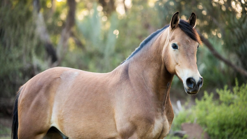 Para Aldo Vendramin, o Cavalo Crioulo representa identidade e excelência funcional no campo e nas pistas.