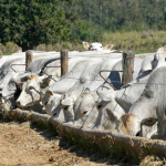 João Eustáquio De Almeida Junior explica como funciona o ciclo produtivo do gado de corte, do campo ao frigorífico.