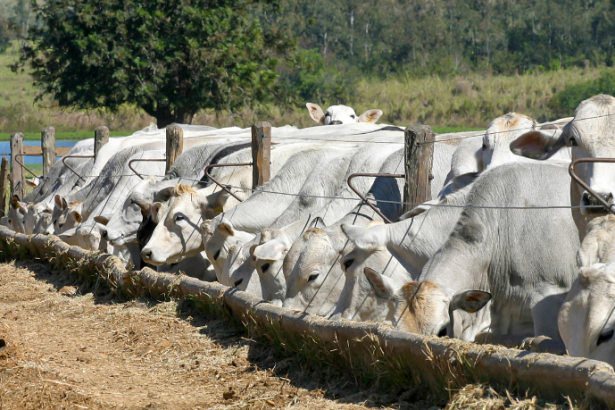 João Eustáquio De Almeida Junior explica como funciona o ciclo produtivo do gado de corte, do campo ao frigorífico.