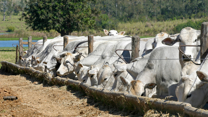 João Eustáquio De Almeida Junior explica como funciona o ciclo produtivo do gado de corte, do campo ao frigorífico.