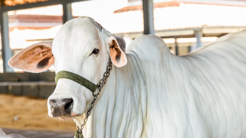Do campo ao frigorífico, João Eustáquio De Almeida Junior mostra cada etapa do ciclo produtivo do gado de corte.